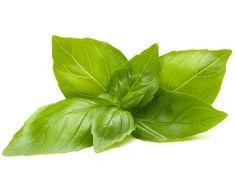 Click And Grow Click &amp; Grow sėklos išmaniajam vazonui - Bazilikai citrininiai, 3vnt.