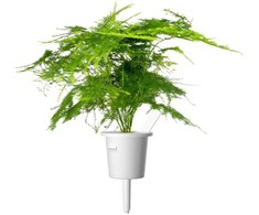 „Click &amp; Grow Smart Garden“ papildymas, plunksnų žirgas, 3 vnt.