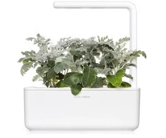 Click &amp; Grow sėklos išmaniajam vazonui - Pilkšvalapė žilė (Dusty Miller), 3 vnt.