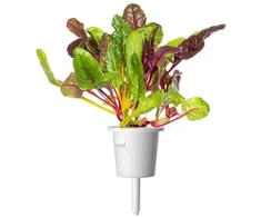 Click And Grow Click &amp; Grow sėklos išmaniajam vazonui - Mangoldai (Rainbow Chard), 3vnt.