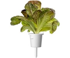 Click And Grow Click &amp; Grow sėklos išmaniajam vazonui - Raudonosios romaninės salotos, 3vnt.