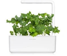 Click And Grow Click &amp; Grow sėklos išmaniajam vazonui - Žalieji lapiniai kopūstai Kale, 3 vnt.
