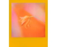 „Polaroid i-Type“ spalvotų rėmelių leidimas