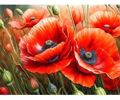 Wizardi Beldizart Deimantinės tapybos rinkinys "Aguonos" 40x30 cm WD3204
