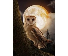 Wizardi Beldizart Mysterious Owl 30*40 WD3066