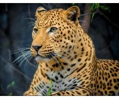 Wizardi Beldizart Leopardas 40*30 WD3036 (D)