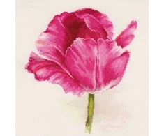 Alisa Beldizart Tulpės. Crimson Glow S2-43