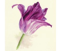 Alisa Beldizart Tulpes. Lilac Velvet S2-44