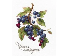 Mp Studija Beldizart Gamtos dovanos. Juodieji serbentai SNV-694