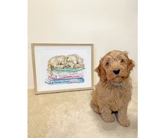 Bothy Threads Cross stitch kit "A Pup's Life" XHD153 30x26 cm