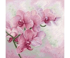 luca S Grakščiosios orchidėjos SB7009