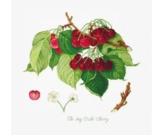 luca S (Nutraukta) The May Duke Cherry SBA22460