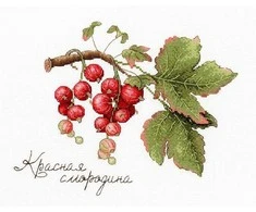 Zolotoe Runo Siuvinejimo rinkinys SNV-695