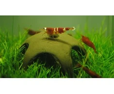 Aqua Nova Nano dekoracija keramikinė žvaigždė krevetėms 50mm