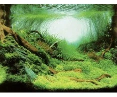 AQUA NOVA fonas augalai/vandenynas 60x30cm