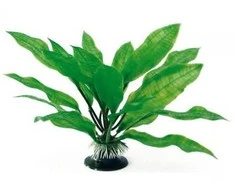 AMTRA ECHINODORUS augalas plant classic 17cm MD 1vnt