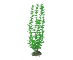 AMTRA ROTALA augalas mažas 13cm 1vnt
