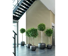 Fleur Ami Vokietija fleur ami Ø50x40cm vazonas New Loft Floor 50, juodas iron