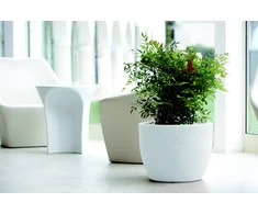 Nicoli ø40x30cm vazonas Hera 40 baltos spalvos