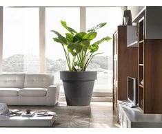 Teraplast Italija Teraplast ø60x55cm vazonas Standard One 60, antracito spalvos