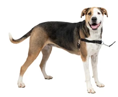 Petsafe Easy Walk® Petnešos šunims, juodos spalvos, dydis: XL (EW-H-XL-BK-45)