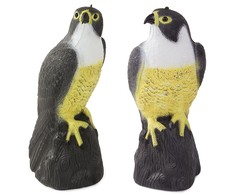 Falcon bird deterrent starlings pigeons mice large