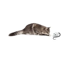 Petsafe FroliCat ROLORAT Automatic Cat Teaser automatinis žaislas katėms pelė
