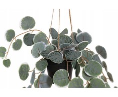 4Living dirbtinis kabantis augalas, 40 cm