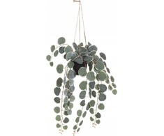 4Living dirbtinis kabantis augalas, 40 cm