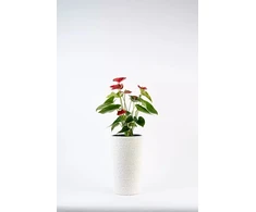 Adoni Baltas medvilninis gėlių vazonas su įdėklu 22x36 cm – rankų darbo (adoni-ba-wht-36)