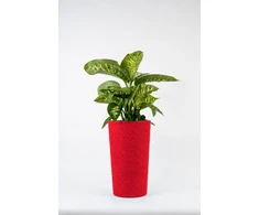 Adoni Doniczka bawełniana raudona su wkładem 47 cm – ręcznie robiona (adoni-ba-red-47)