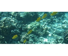 Kodak WPZ2 waterproof oranžinė