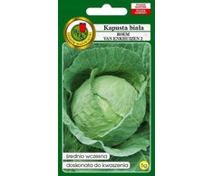 Baltas Cabbage Roem Van Enkhuizen 2 PNOS Vegetable Seeds, 2g Package