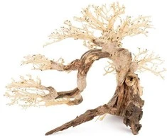 Art-Pol Skęstantis bonsai medelis Nr. 63 80x45