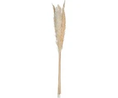 Kortaderija (pampos) džiovintos natūralios 6 vnt 65 cm Atmosphera 179281