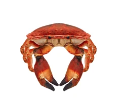 Beppe Pliušinis žaislas - krabas, 26 cm