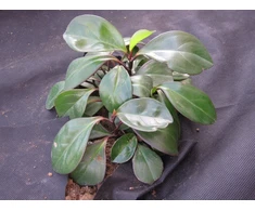 Chomik Agroplėvelė nuo piktžolių 1 x 10 m, juoda, 50 g/m²