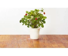 Click And Grow Click&amp;Grow Sėklų kapsulės Smart Soil Braškė 3 pak.