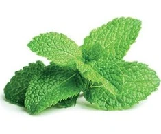 Click And Grow Click &amp; Grow Smart Garden papildymas Peppermint 3vnt