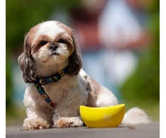 Collar Antkaklis WAU DOG SILICONE DUBENIS 250ml GELTONAS