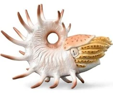Collecta Figūrėlė Cooperoceras (XL)