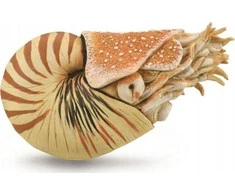 Collecta Figūrėlė Nautilus pompilius (XL)