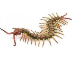 Collecta Surinktos PENTIKOS – ŠIMTAKOJAS – Surinktos – 88885 – L