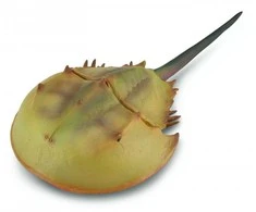 Collecta Figūrėlė - Limulus