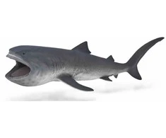 Collecta Megaburnis ryklys