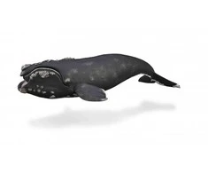 Collecta Figūrėlė - Banginis