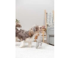 Cooper Pals Salamandra, žaislas, šuniui, sk�rzana, 37 cm
