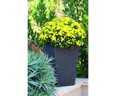 Curver Rattan Planter S 23,6 L antracytowa 228978