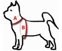 Dingo
