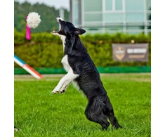 Dingo DINGO GUMINIS LAIKIKLIS SU AVIES KAILIU 55 cm JUODA